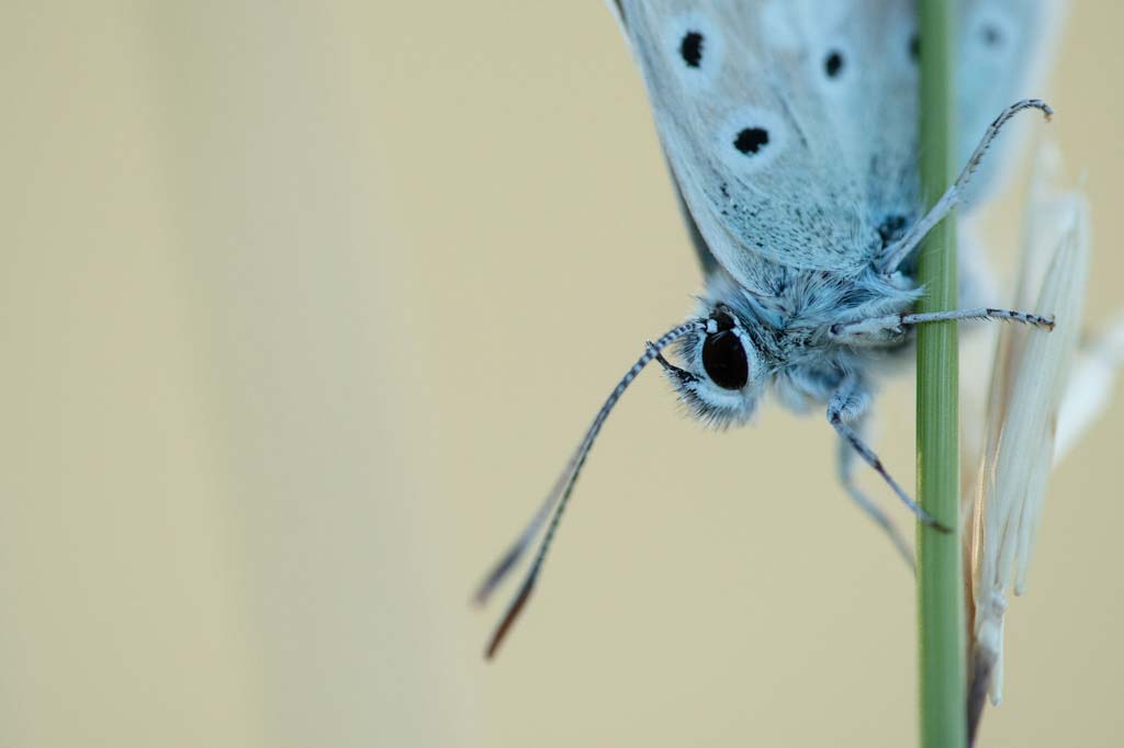 photographe auvergne