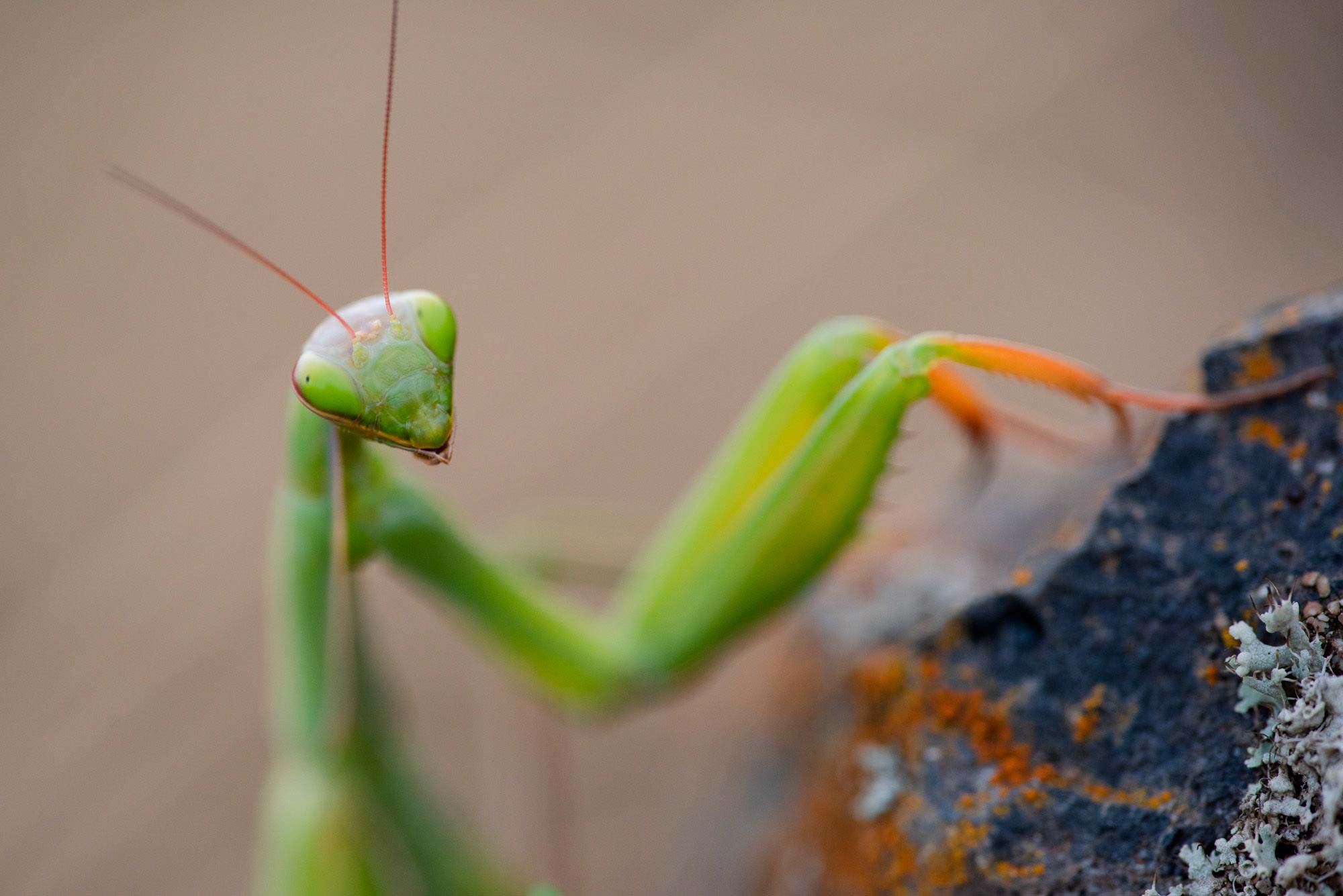 Lire la suite à propos de l’article Stage Photo Macro “ Fleurs et Insectes “ les 25 et 26 juin 2022