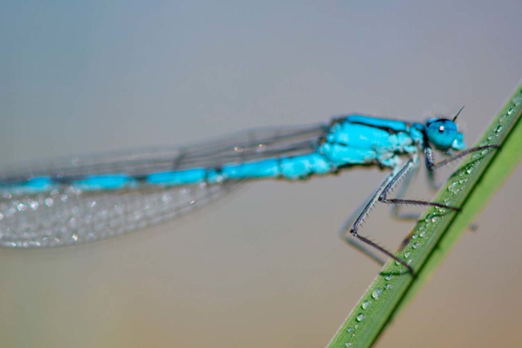 stage photo macro