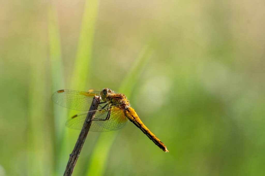 stage macro-photo