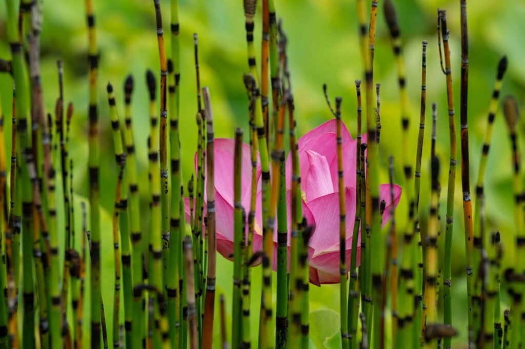 Photographier la nature