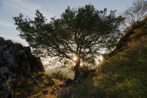 arbre du mont Carmel