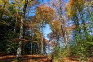 stage photo automne 2024
