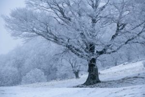 Photographier en hiver